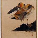 duck preening duck preening