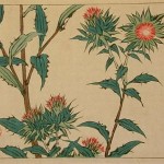 thistles