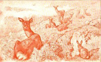 deer drawing by charles burton barber