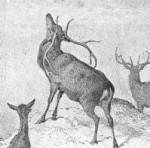 Deer Drawings