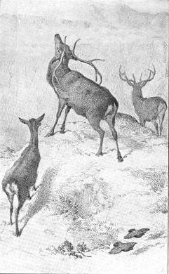 deer drawing by charles burton barber