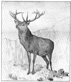 drawing of a stag deer by charles burton barber