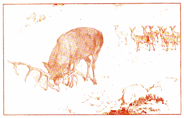 deer drawing by charles burton barber